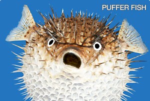 puffer-fish